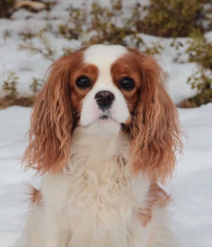 Lumi
